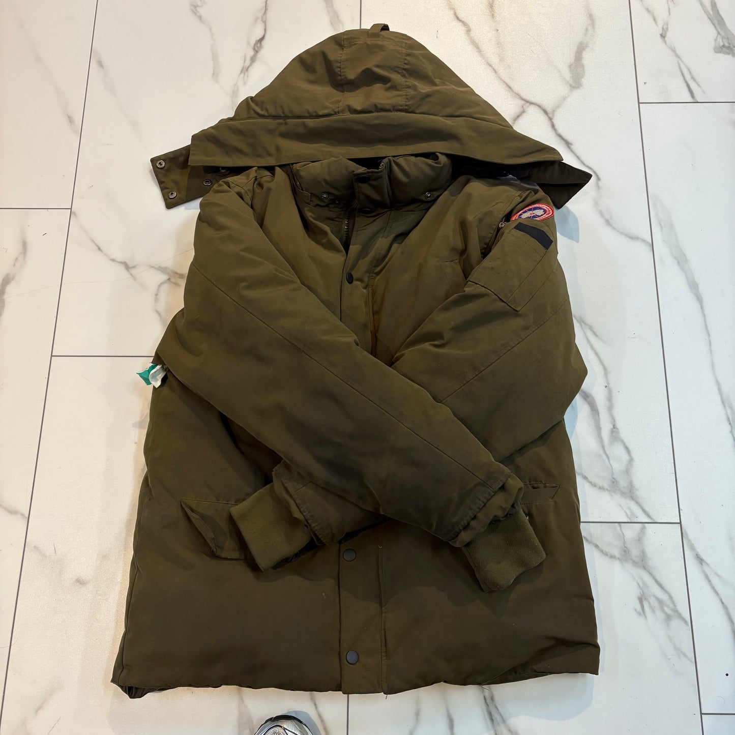 Canada goose Olive