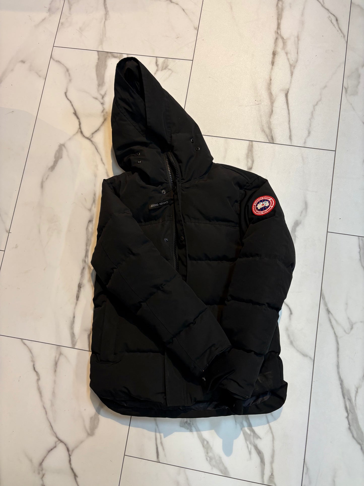 Canada goose